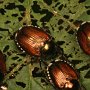 Los escarabajos japoneses (Popillia japonica Newman) fueron introducidos por accidente a los Estados Unidos en 1916.  En Japón, estos escarabajos son controlados por sus enemigos naturales, pero en los Estados Unidos son plagas de plantas.  ¡Mira como se alimentan de esta hoja!